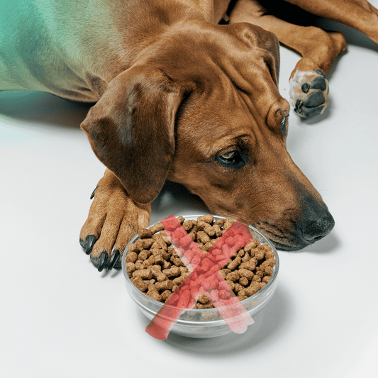 Dog Refusing to Eat Food