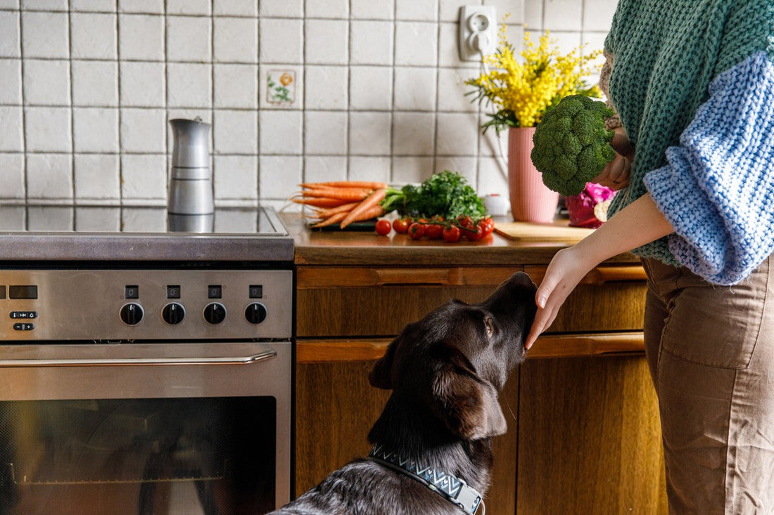 Top 5 Ingredients to Look for in Your Dog's Food (and Why They Matter)