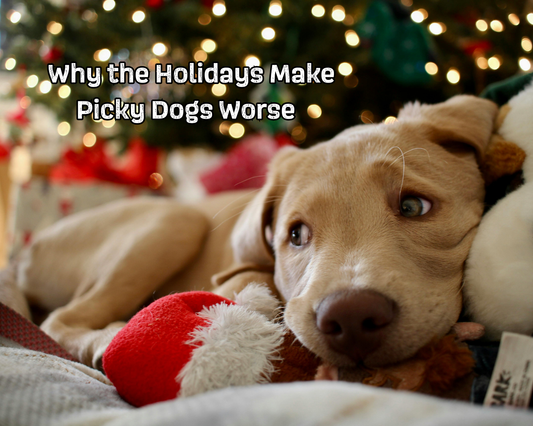 Why the Holidays Make Picky Dogs Worse Even If They Ate Fine Before