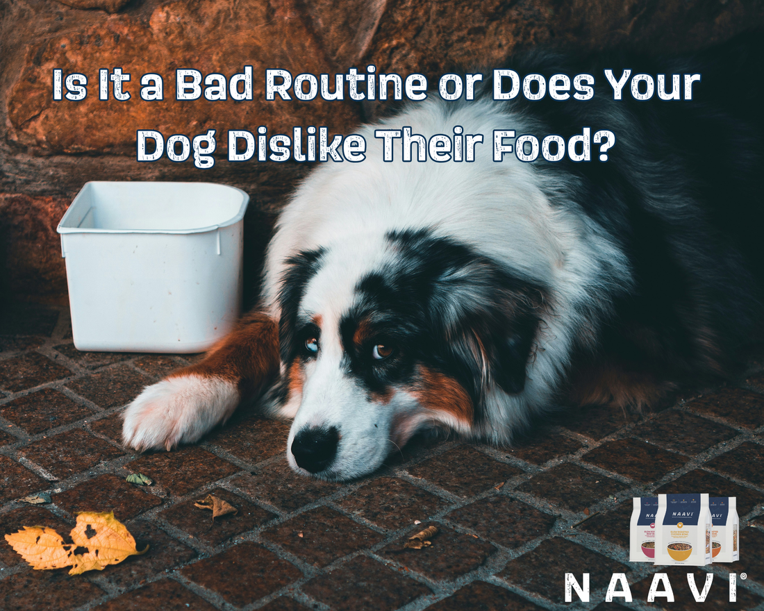 Is It a Bad Routine Or Does Your Dog Actually Dislike Their Food?