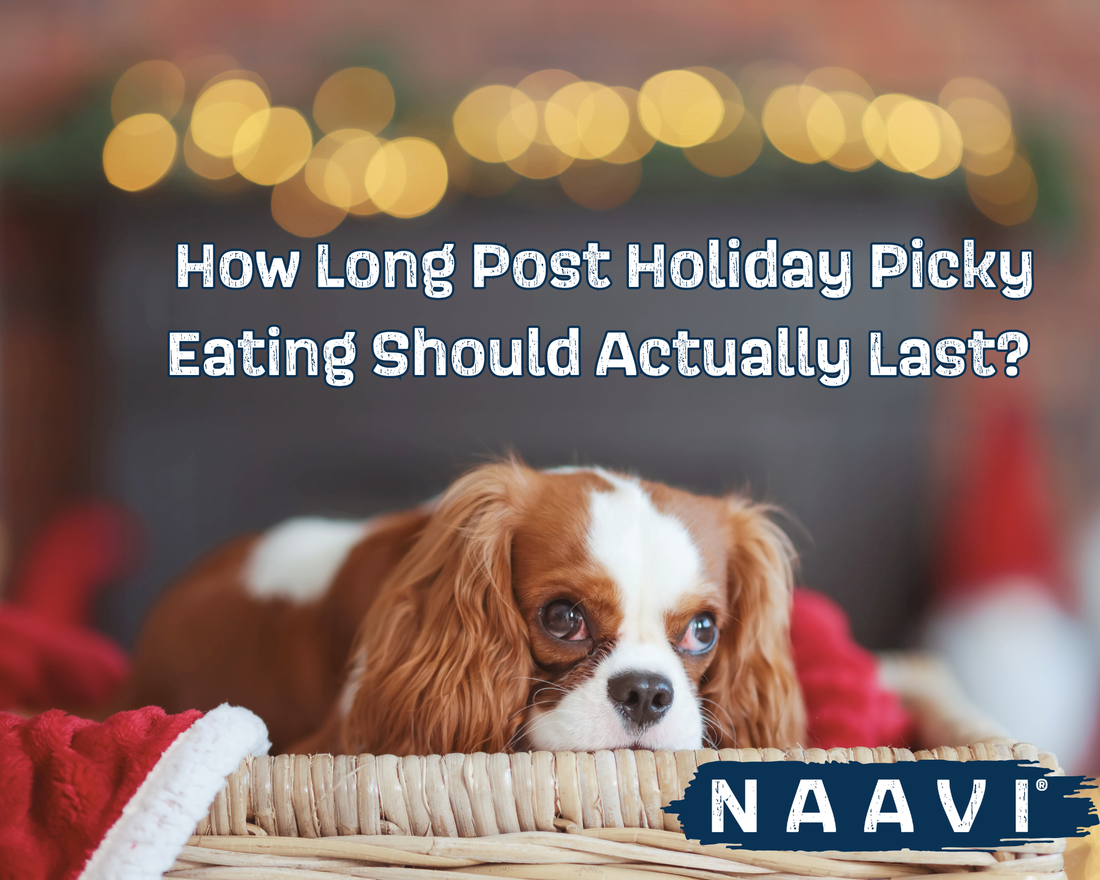How Long Post Holiday Picky Eating Should Actually Last (and When to Pay Attention)